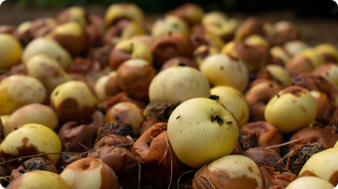 Riduzione spreco alimentare